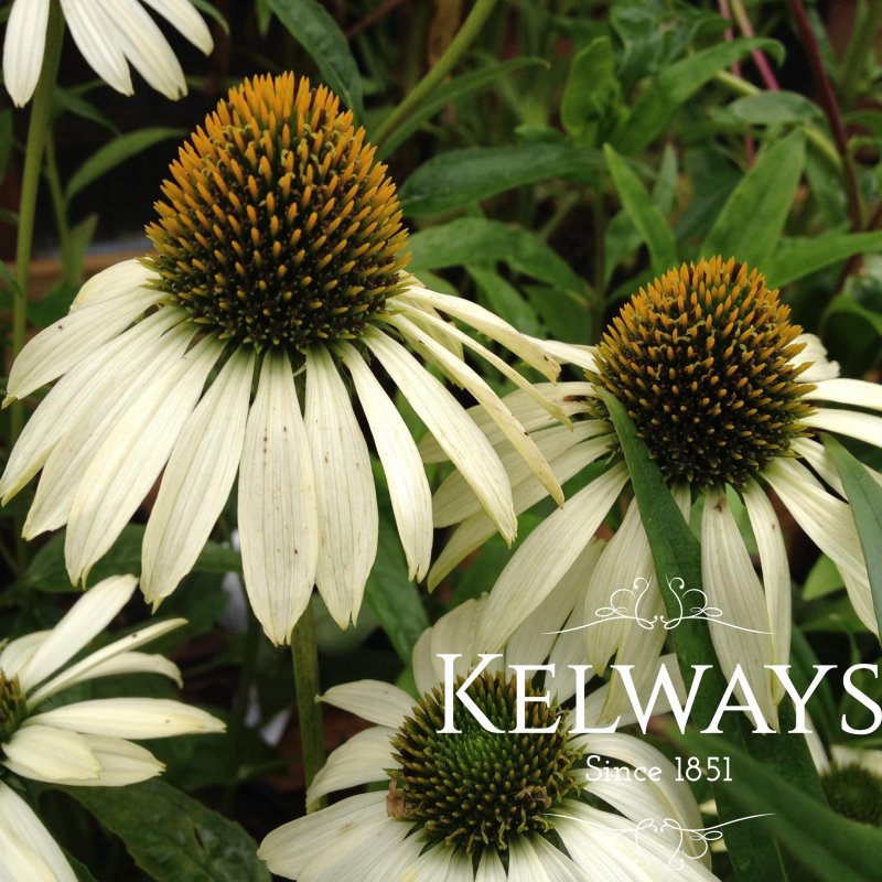 Echinacea purpurea 'Alaska' PBR
