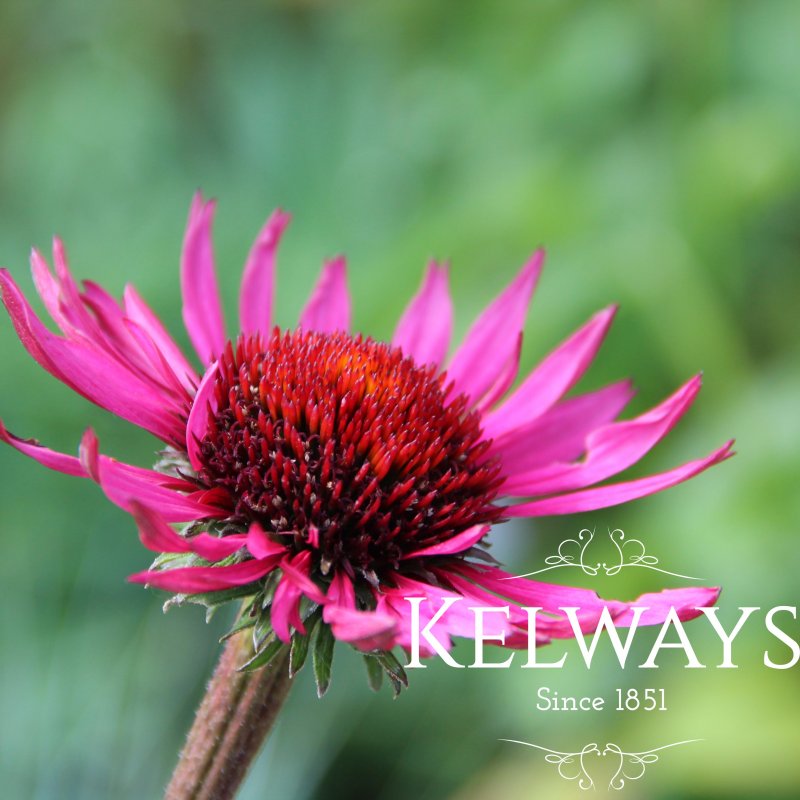 Echinacea purpurea 'Fatal Attraction' PBR