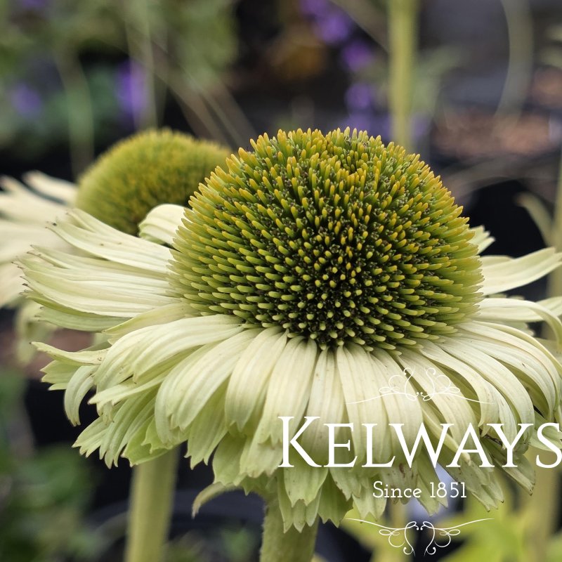 Echinacea purpurea 'Green Jewel' PBR