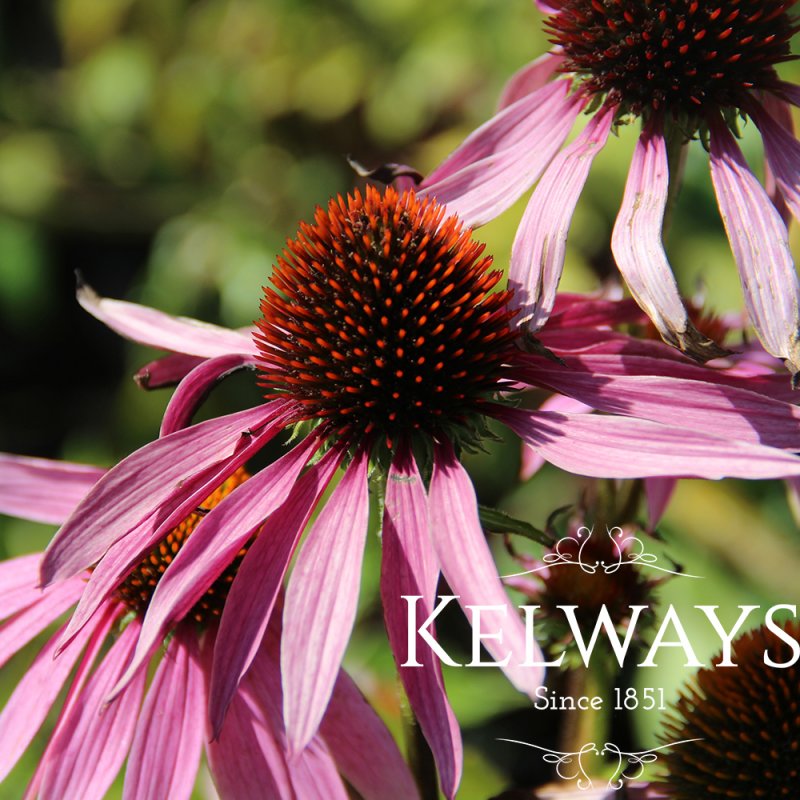 Echinacea purpurea 'Magnus'