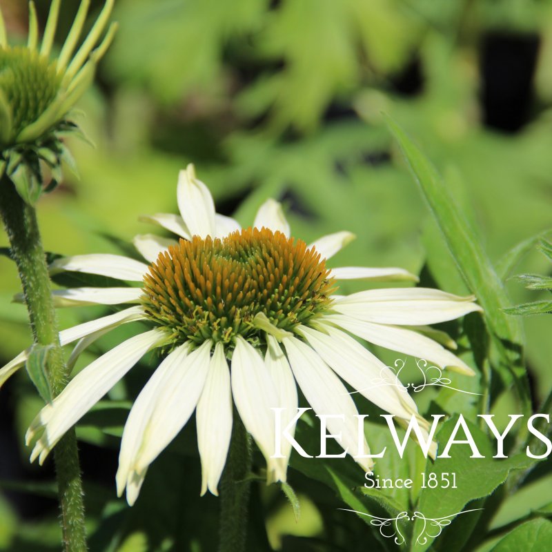 Echinacea purpurea 'Primadonna White' (Primadonna Series)