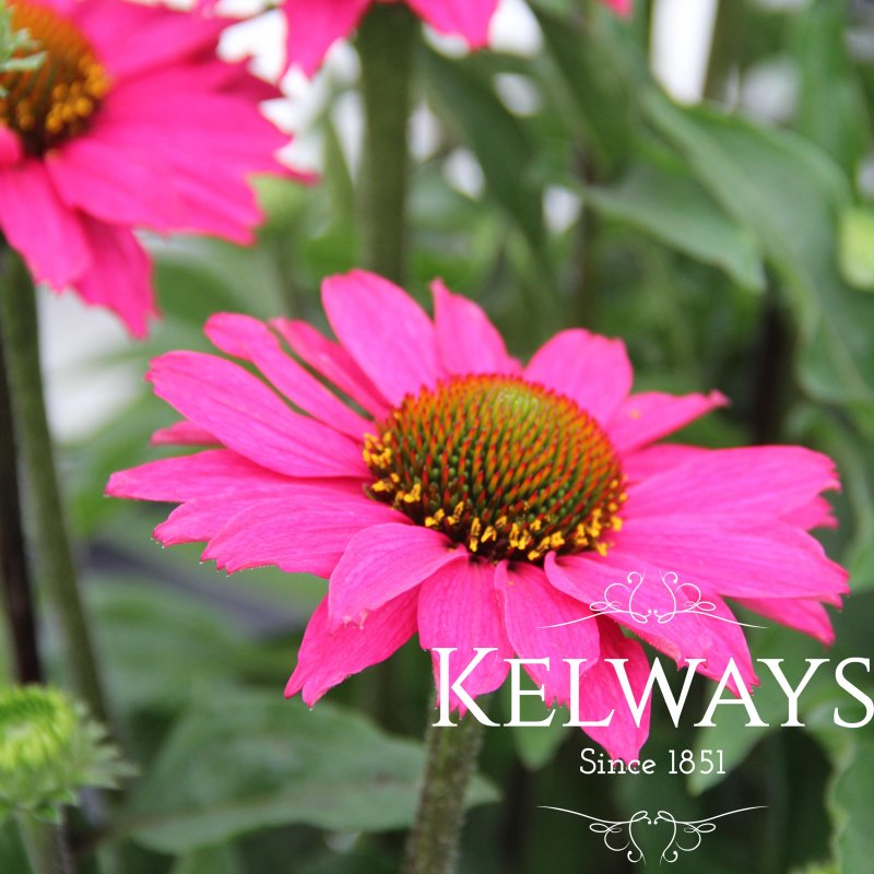 Echinacea SUNSEEKERS MAGENTA ('Apecssima' PBR) (SunSeekers Series)
