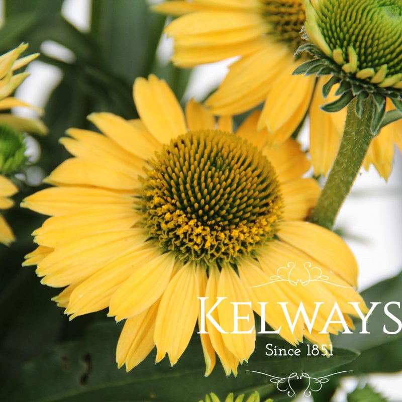 Echinacea SUNSEEKERS MELLOW ('Apecssime') (SunSeekers Series)