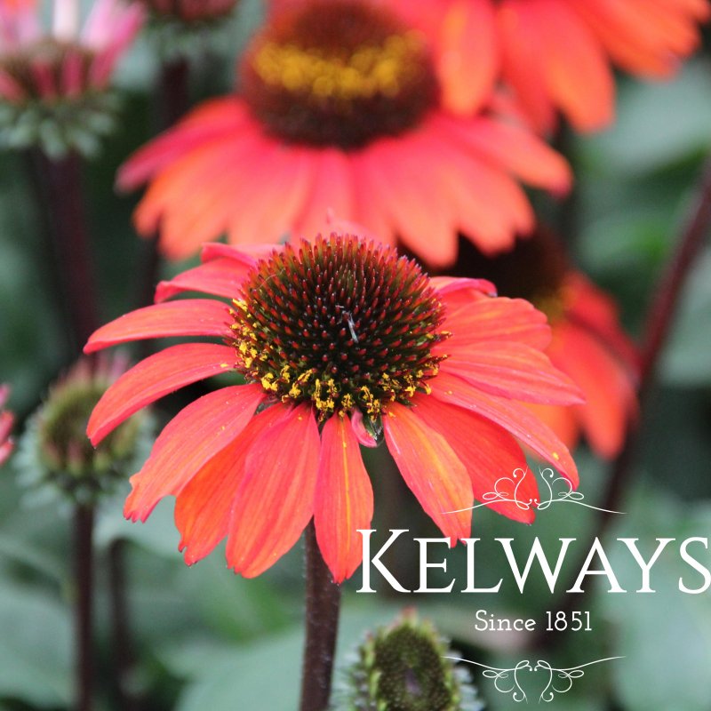 Echinacea SUNSEEKERS ORANGE ('Apecssior' PBR) (SunSeekers Series)