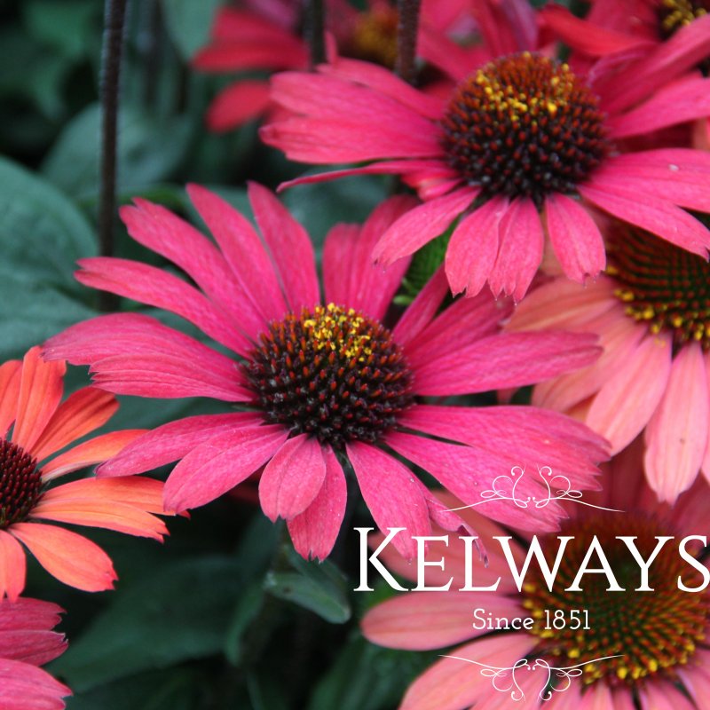 Echinacea SUNSEEKERS RED ('Apecssired' PBR) (SunSeekers Series)
