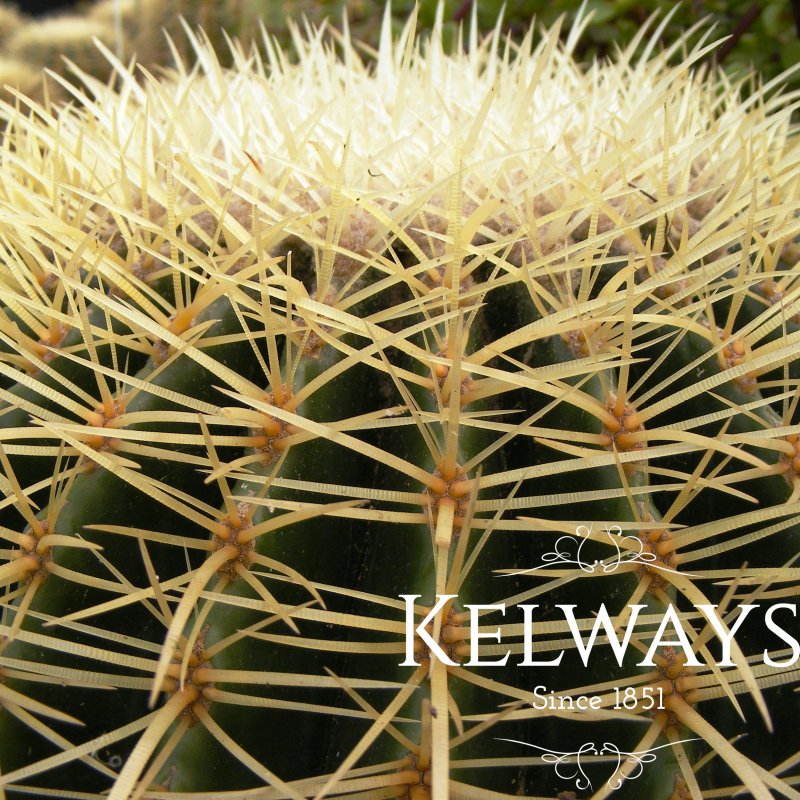 Echinocactus grusonii