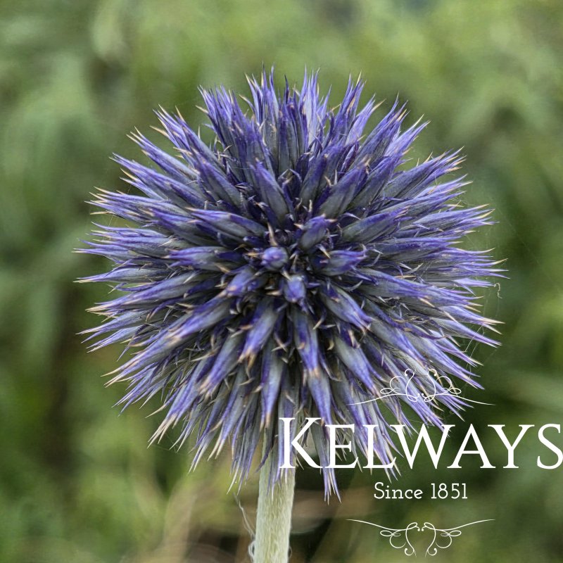 Echinops bannaticus 'Taplow Blue'