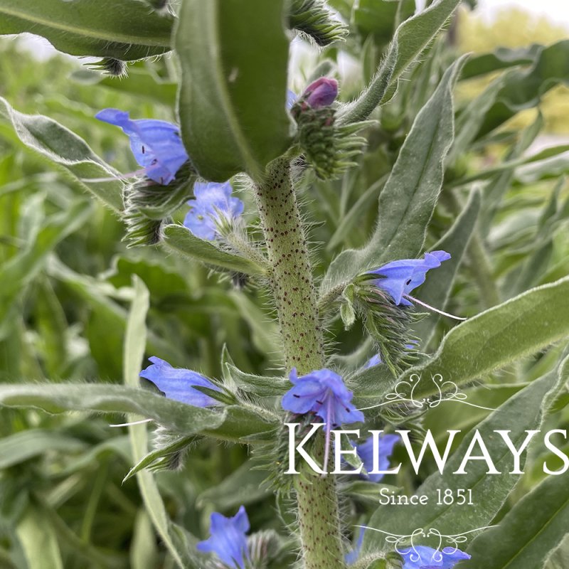 Echium Blue Bedder