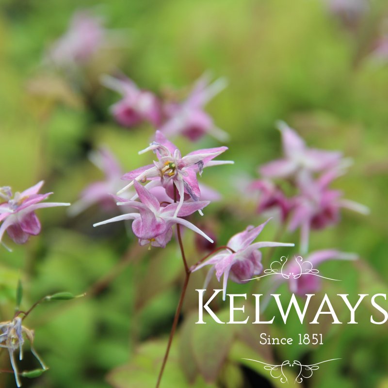 Epimedium 'Akebono'