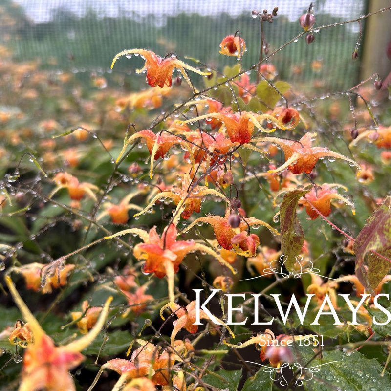 Epimedium 'Amber Queen'