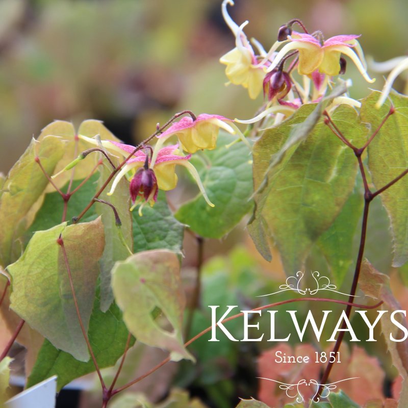 Epimedium 'Fire Dragon'
