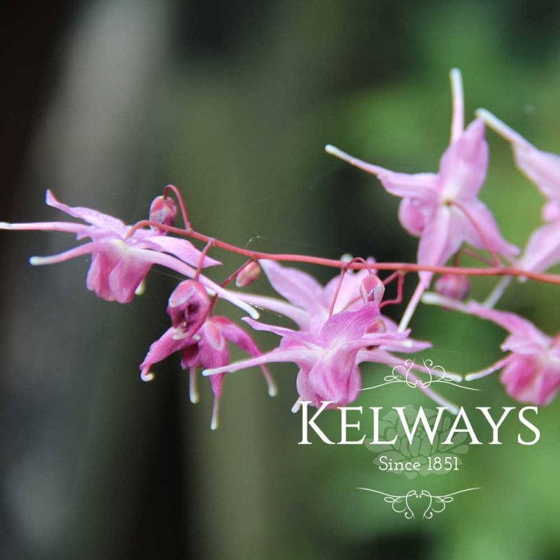 Epimedium grandiflorum 'Lilafee'