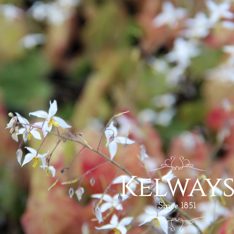 Epimedium stellulatum 'Wudang Star'