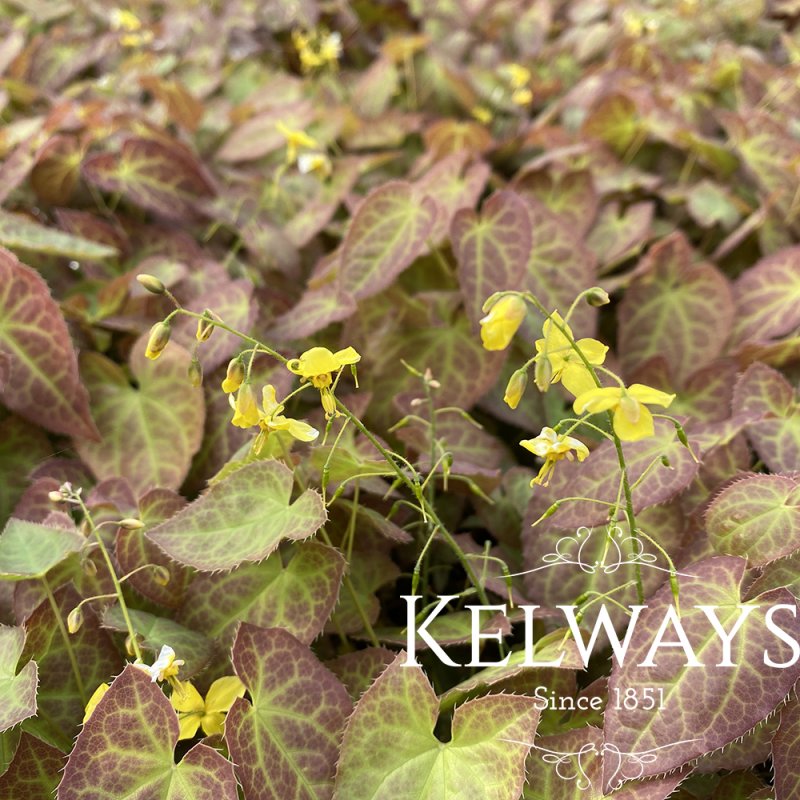 Epimedium x perralchicum 'Frohnleiten'