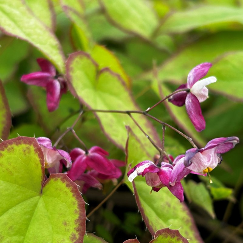 Epimedium x rubrum