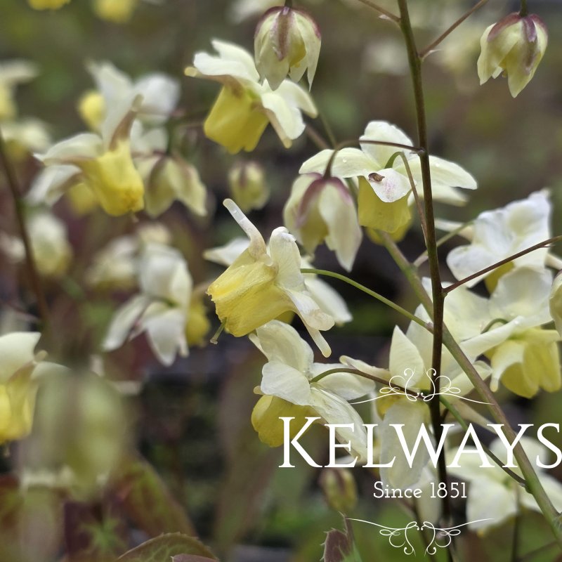 Epimedium x versicolor 'Sulphureum' (2 litre pot)