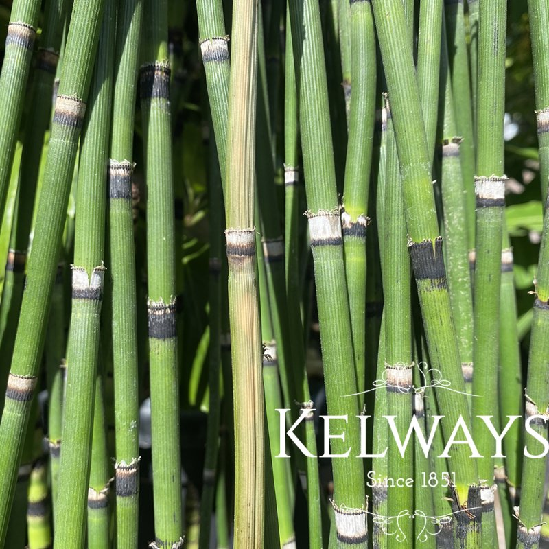 Equisetum hyemale