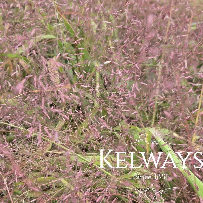 Eragrostis spectabilis