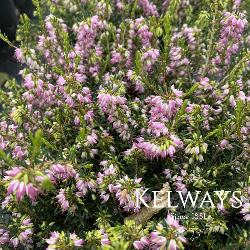 Erica x darleyensis 'Darley Dale'