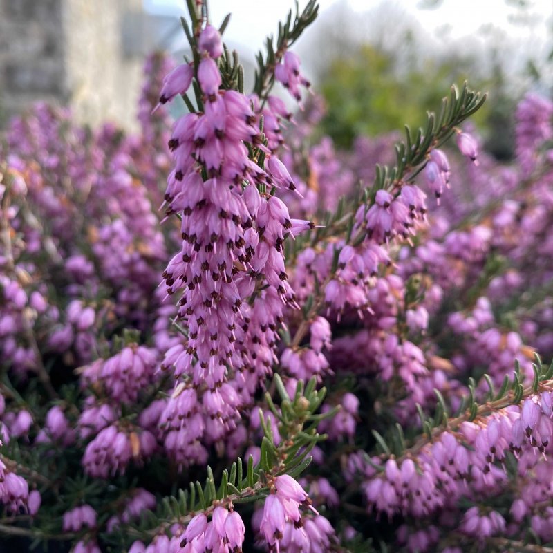 Erica Ghost Hills