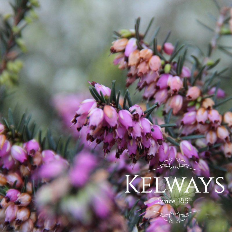 Erica x darleyensis 'Kramer's Rote'