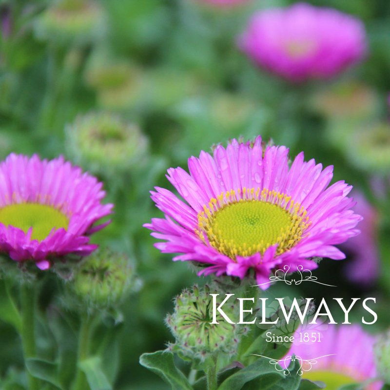 Erigeron glaucus 'Sea Breeze'