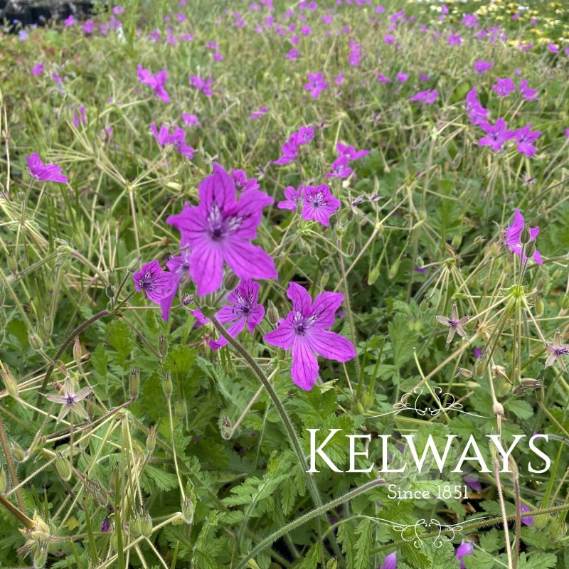 Erodium manescavii