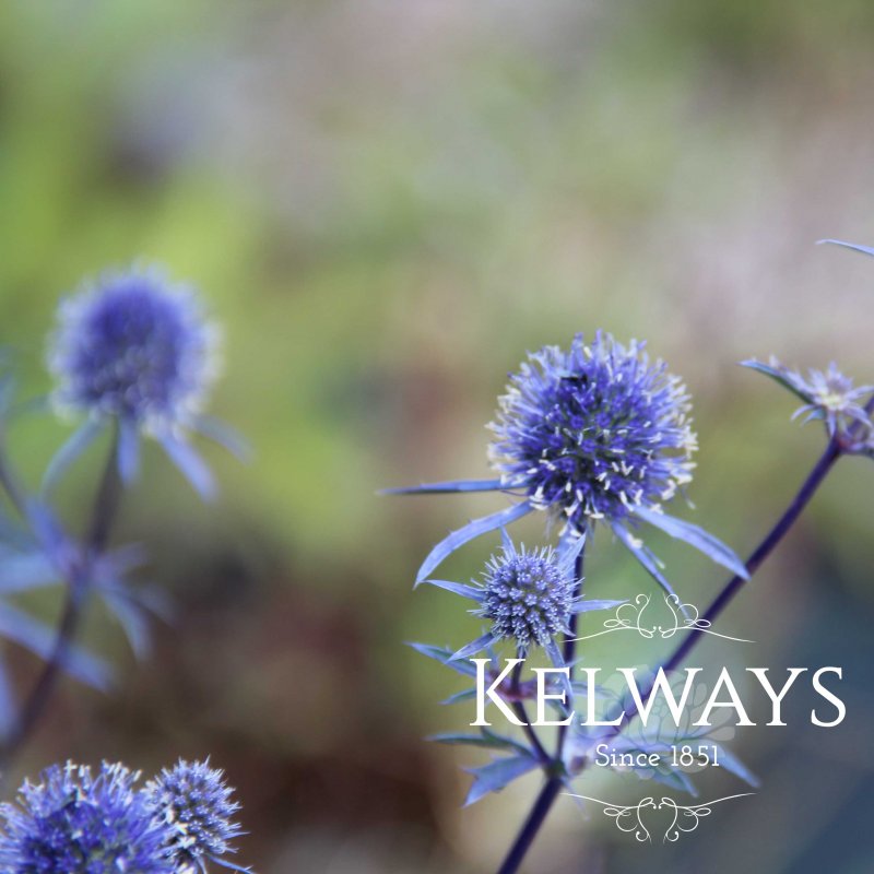 Eryngium planum