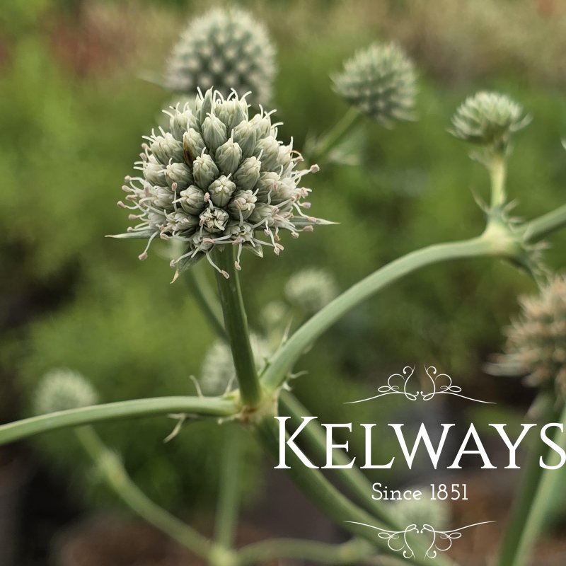 Eryngium yuccifolium