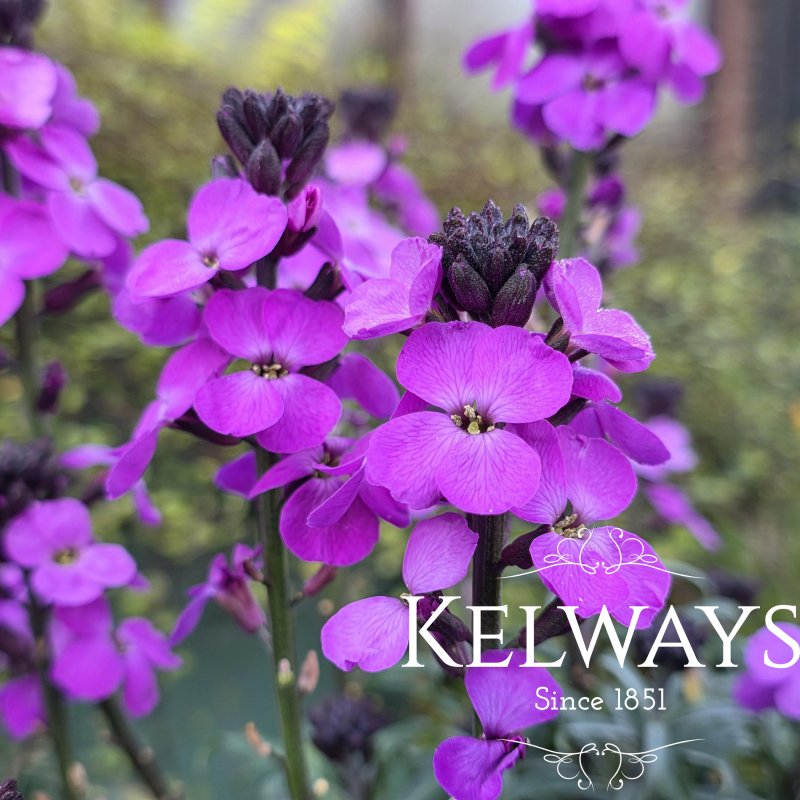 Erysimum linifolium SUPER BOWL MAUVE ('Erfz0001') (2 litre pot)