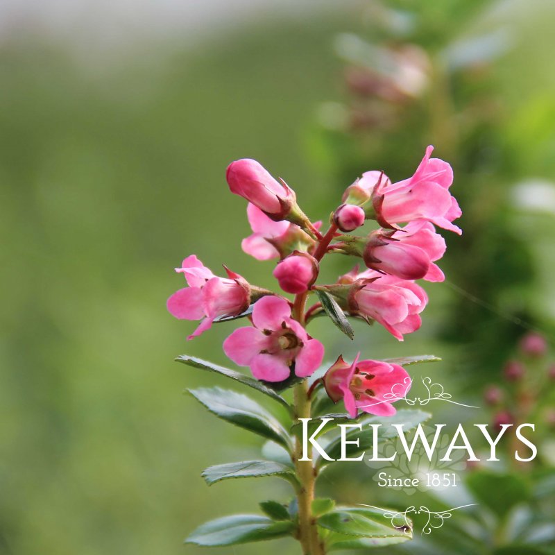 Escallonia Apple Blossom