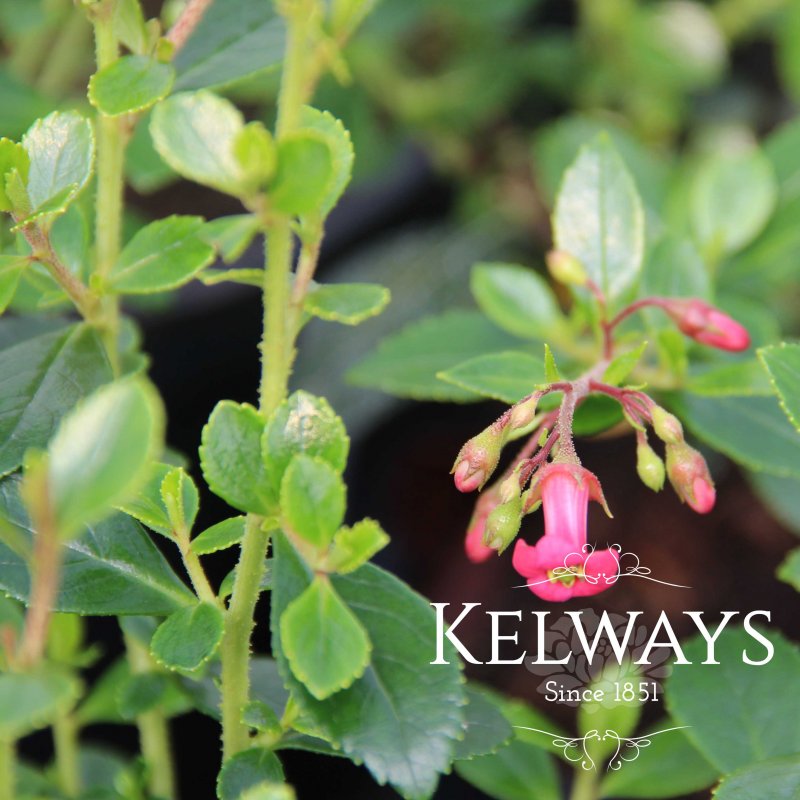 Escallonia rubra 'Crimson Spire'