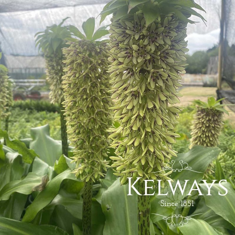 Eucomis bicolor