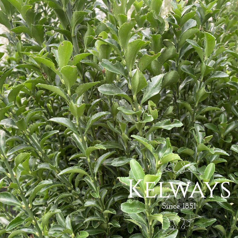 Euonymus Benkomasaki