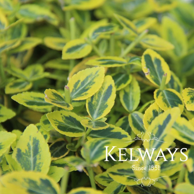 Euonymus fortunei 'Emerald 'n' Gold'