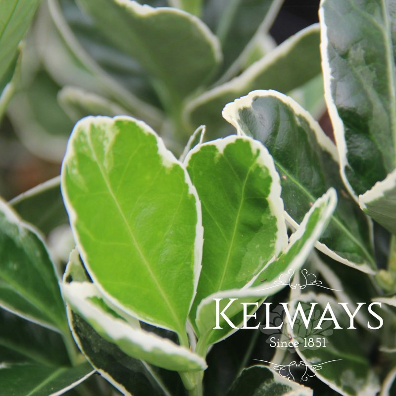 Euonymus japonicus 'Kathy'