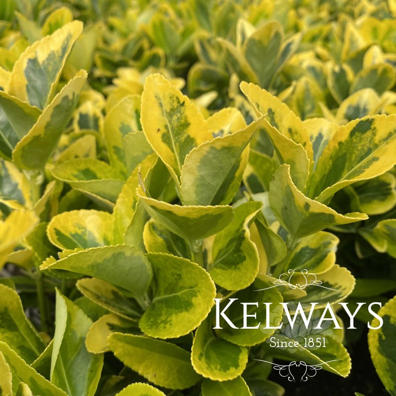 Euonymus japonicus 'Ovatus Aureus'