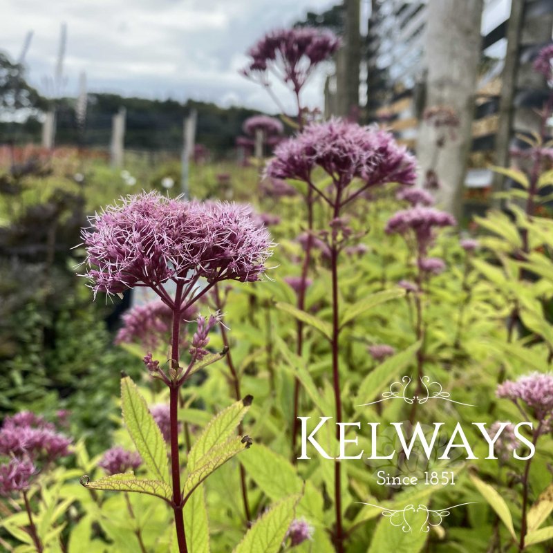 Eupatorium Atropurpureum