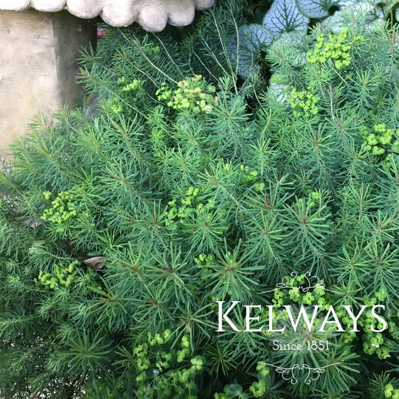 Euphorbia cyparissias 'Fens Ruby'