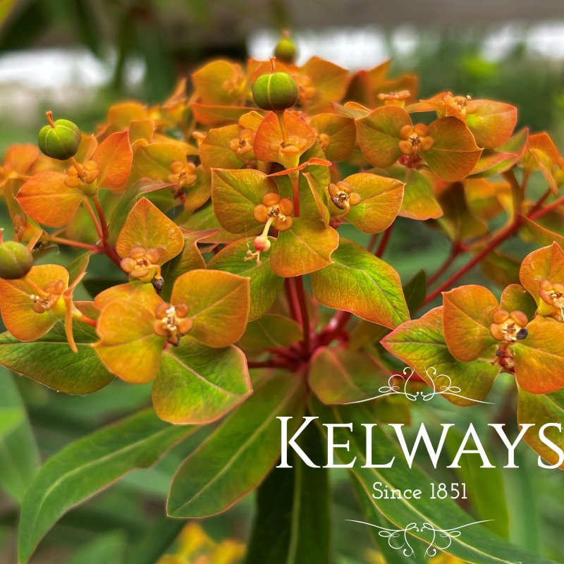 Euphorbia griffithii 'Fireglow'