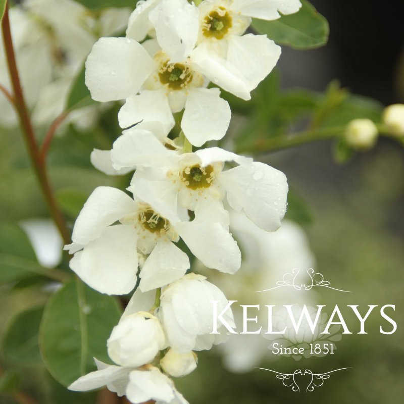 Exochorda x macrantha 'The Bride'