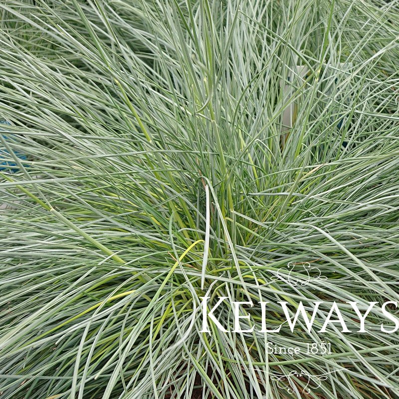 Festuca glauca INTENSE BUE ('Casblue' PBR)