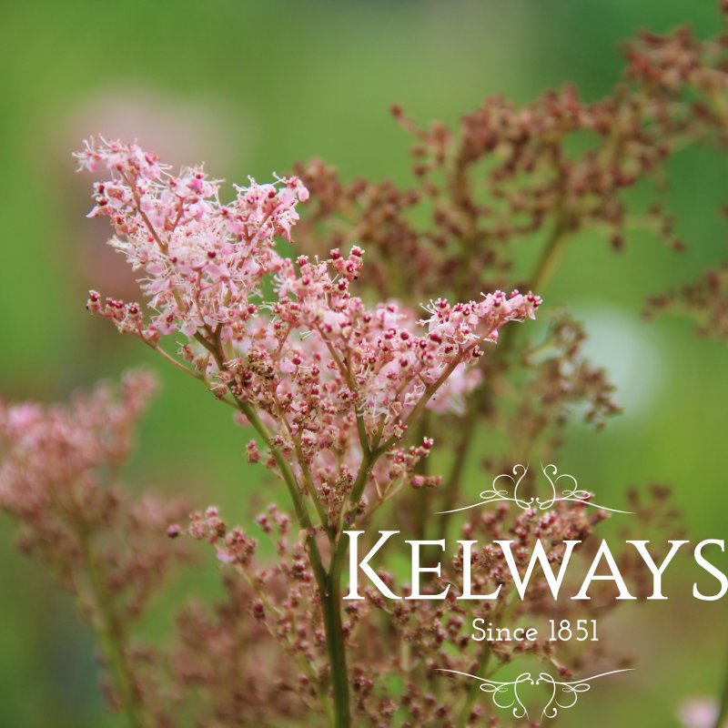 Filipendula rubra 'Venusta'