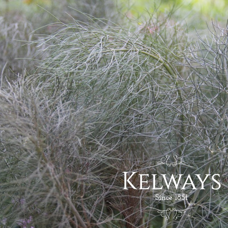 Foeniculum vulgare 'Purpureum'