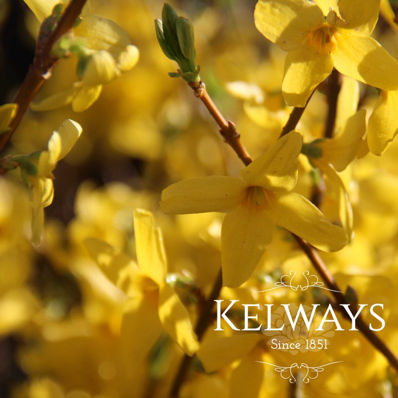 Forsythia x intermedia 'Lynwood Variety'