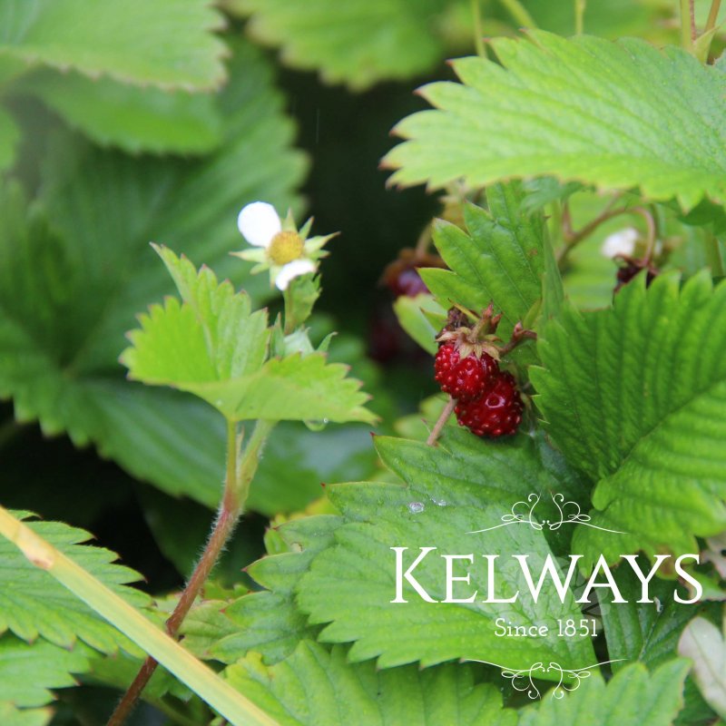 Fragaria vesca