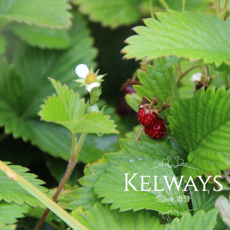 Fragaria vesca (Alpine Strawberry)