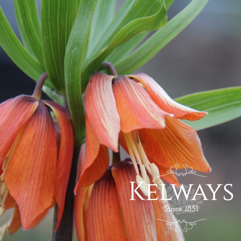 Fritillaria imperialis Aurora