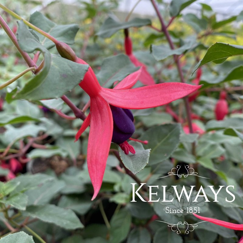 Fuchsia 'Mrs Popple'