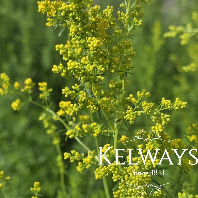 Galium verum